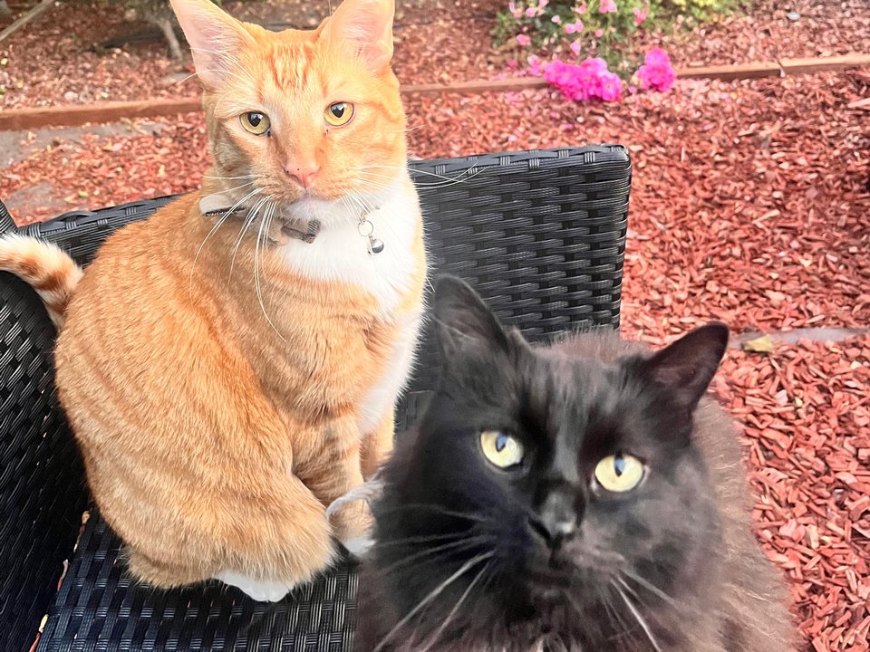 An orange cat and a fluffy black cat
